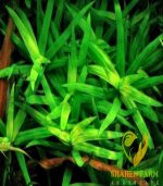 ⁦Heteranthera zosterifolia ستار جراس⁩ - الصورة ⁦5⁩