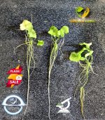 ⁦Nymphoides hydrophylla تايوان لوتس⁩ - الصورة ⁦5⁩