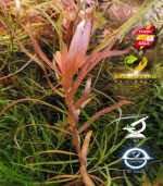 Nesaea crassicaulis vs ammania gracilis أمنيا و نياسا - الصورة 9