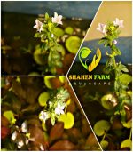 ⁦Limnophila sessiliflora سيسفلورا⁩ - الصورة ⁦7⁩