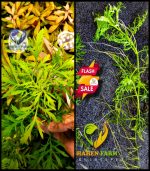 ⁦Hygrophila difformis هيجروفيليا ديفورمس⁩ - الصورة ⁦7⁩