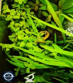 ⁦Hygrophila 'Siamensis' هيجروفيليا سايميز⁩ - الصورة ⁦6⁩