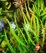 Hygrophila polysperma "Tiger"هيجروفيليا تايجر - الصورة 9