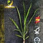 Aponogeton ulvaceus ابنجتون اولفاكوس