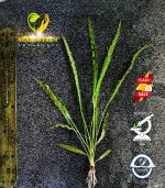 Aponogeton ulvaceus ابنجتون اولفاكوس