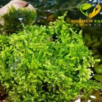 Vesicularia sp. China تشاينيز موس