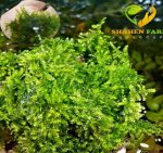 Vesicularia sp. China تشاينيز موس