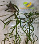 Pogostemon Quadrifolius بوجستيمون كوادريفليوس - الصورة 5