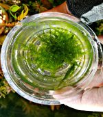 ⁦Vesicularia sp. China تشاينيز موس⁩ - الصورة ⁦6⁩