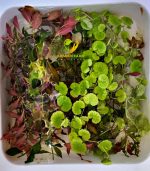 ⁦Ludwigia repens لودجيا ريبينس⁩ - الصورة ⁦7⁩