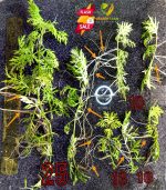 ⁦Hygrophila difformis هيجروفيليا ديفورمس⁩ - الصورة ⁦8⁩