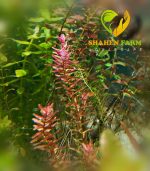 ⁦Rotala H.A.R VIETNAM روتالا فيتنام⁩ - الصورة ⁦4⁩