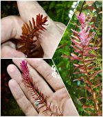 ⁦Rotala H.A.R VIETNAM روتالا فيتنام⁩ - الصورة ⁦2⁩