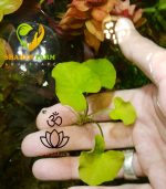 ⁦Nymphoides hydrophylla تايوان لوتس⁩ - الصورة ⁦6⁩