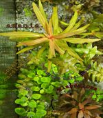 Nesaea crassicaulis vs ammania gracilis أمنيا و نياسا - الصورة 10