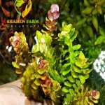Rotala macrandra 'Mini Type 2'روتالا ماكندرا مينى