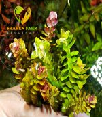 Rotala macrandra 'Mini Type 2'روتالا ماكندرا مينى