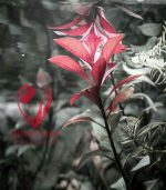 ⁦Ludwigia"Rubin"super red لودجيا سوبر ريد⁩ - الصورة ⁦17⁩