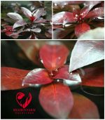 ⁦Ludwigia"Rubin"super red لودجيا سوبر ريد⁩ - الصورة ⁦2⁩