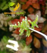 ⁦Vesicularia sp. China تشاينيز موس⁩ - الصورة ⁦3⁩