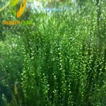 String japan moss سترينجى موس