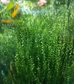 String japan moss سترينجى موس