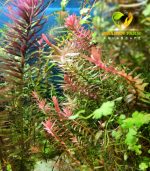 ⁦Rotala H.A.R VIETNAM روتالا فيتنام⁩ - الصورة ⁦3⁩