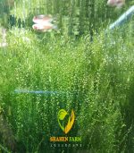 String japan moss سترينجى موس - الصورة 10