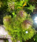 ⁦Limnophila sessiliflora سيسفلورا⁩ - الصورة ⁦2⁩