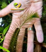 Mayaca sellowiana ماياكا سليويانا