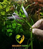 Pogostemon Quadrifolius بوجستيمون كوادريفليوس