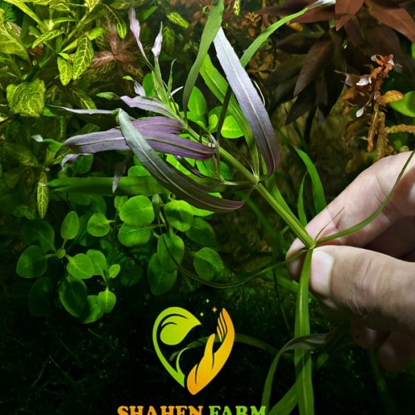 Pogostemon Quadrifolius بوجستيمون كوادريفليوس