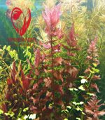 ⁦Rotala Macrandra روتالا ماكندرا بترفلاى⁩ - الصورة ⁦11⁩