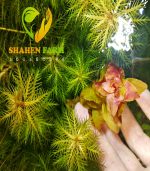 ⁦Rotala Macrandra روتالا ماكندرا بترفلاى⁩ - الصورة ⁦12⁩