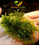 ⁦Vesicularia sp. China تشاينيز موس⁩ - الصورة ⁦4⁩