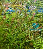 Pogostemon Quadrifolius بوجستيمون كوادريفليوس - الصورة 6