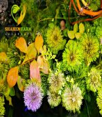 ⁦Limnophila sessiliflora سيسفلورا⁩ - الصورة ⁦6⁩