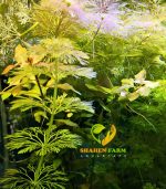 ⁦Limnophila sessiliflora سيسفلورا⁩ - الصورة ⁦4⁩