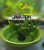 ⁦Microsorum pteropus جافا فيرن⁩ - الصورة ⁦7⁩