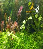 ⁦Heteranthera zosterifolia ستار جراس⁩ - الصورة ⁦6⁩