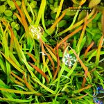 Hygrophila polysperma "Tiger"هيجروفيليا تايجر