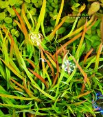 Hygrophila polysperma "Tiger"هيجروفيليا تايجر