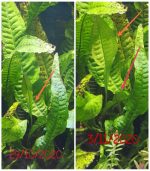 ⁦Microsorum pteropus جافا فيرن⁩ - الصورة ⁦14⁩