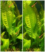 ⁦Microsorum pteropus جافا فيرن⁩ - الصورة ⁦15⁩