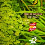 Bacopa australis بيبى تييرز