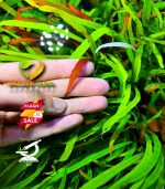 Hygrophila polysperma "Tiger"هيجروفيليا تايجر - الصورة 12