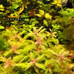 Hygrophila polysperma 'Sunset' ('Rosanervig') هيجروفيليا صن سيت