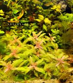 Hygrophila polysperma 'Sunset' ('Rosanervig') هيجروفيليا صن سيت