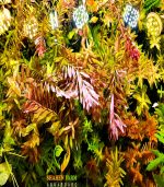 Rotala rotundifolia روتالا روتنديفوليا بينك