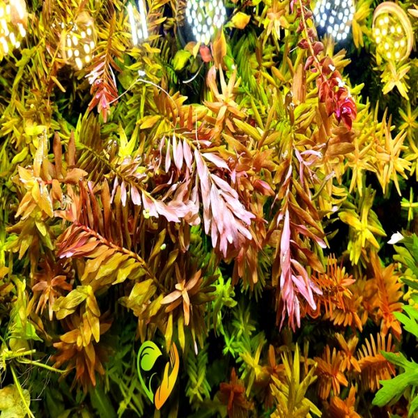 Rotala rotundifolia روتالا روتنديفوليا بينك